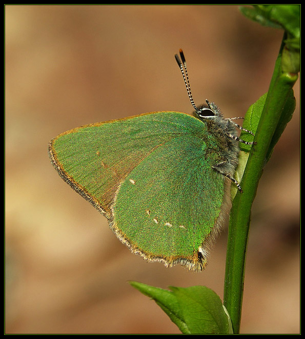 Zieleńczyk ostrężyniec (Callophrys rubi)