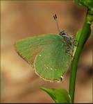 Zieleńczyk ostrężyniec (Callophrys rubi)