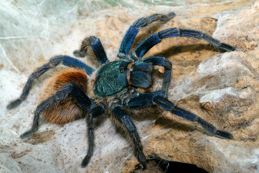 chromatopelma