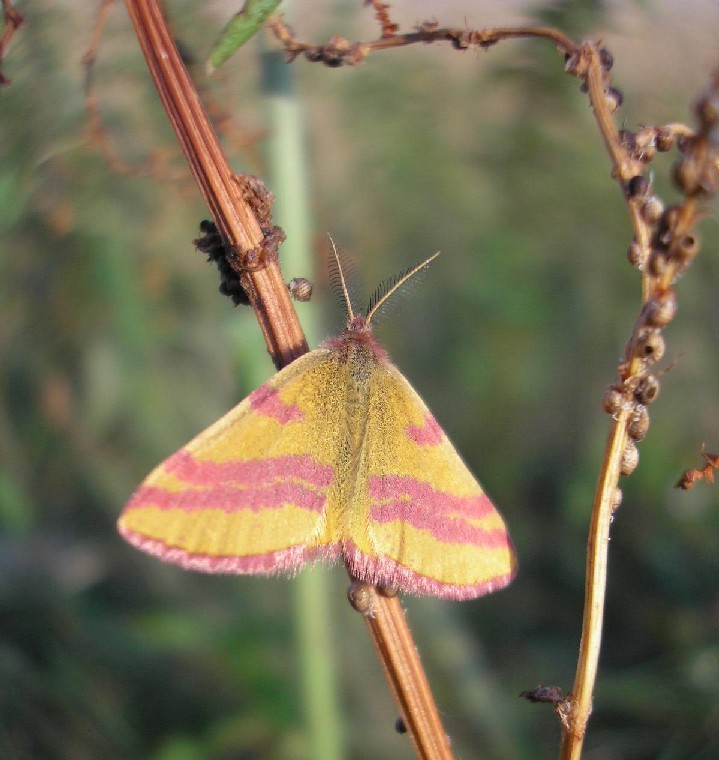 motyl