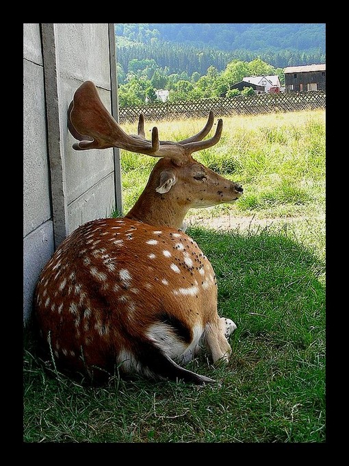 a ja chcialem tylko troche cienia...