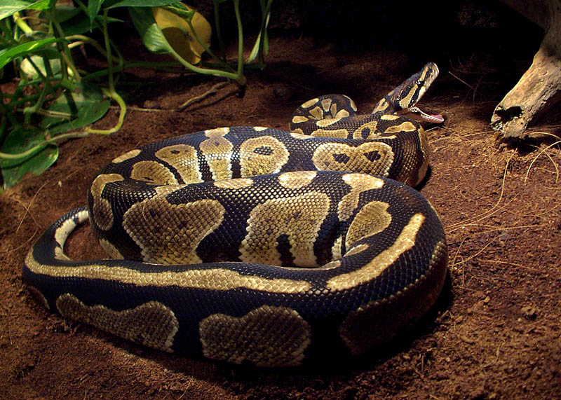 Ball Python