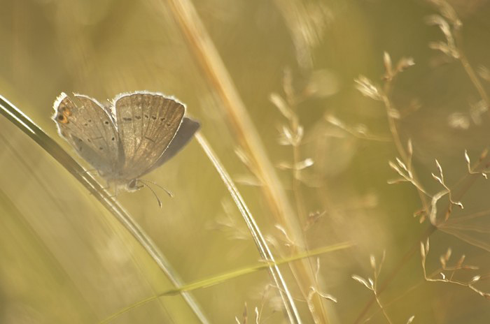 Motyl