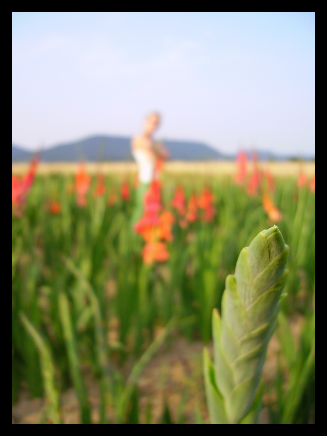 Gladiola