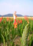 Gladiola