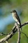 Eastern Wood-Pewee, Contopus virens