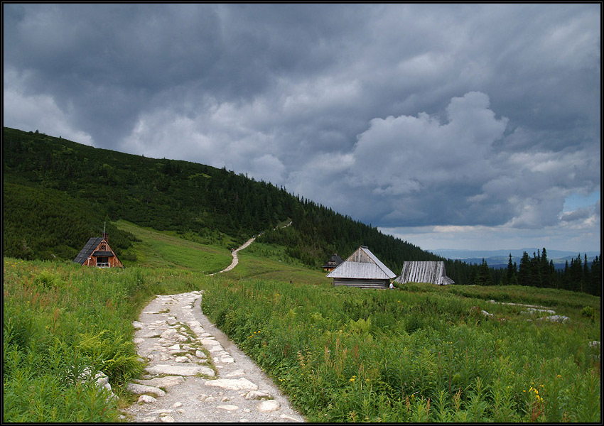 Gąsienica