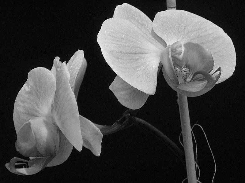 phalenopsis