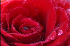 Red Rose