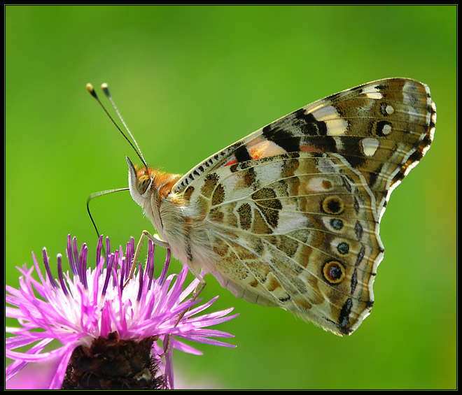 Rusałka osetnik (Vanessa cardui)