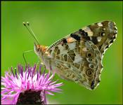 Rusałka osetnik (Vanessa cardui)