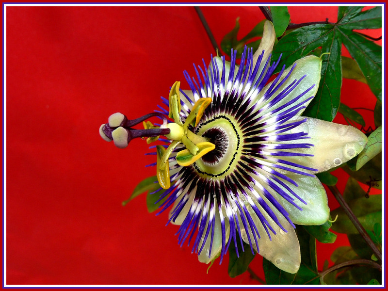 Passiflora 1