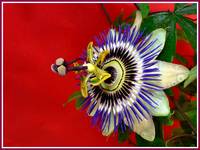 Passiflora 1