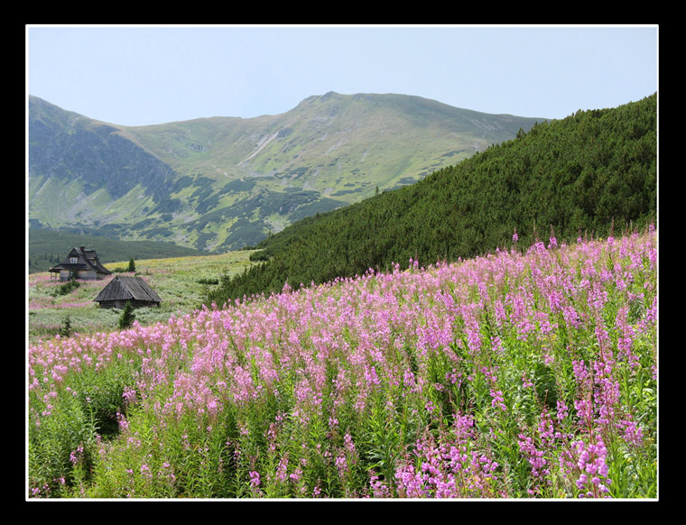 Hala Gąsienicowa [Tatry 2006]