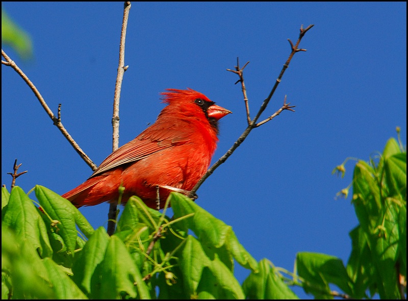 Kardynal (cardinalis, cardinalis)