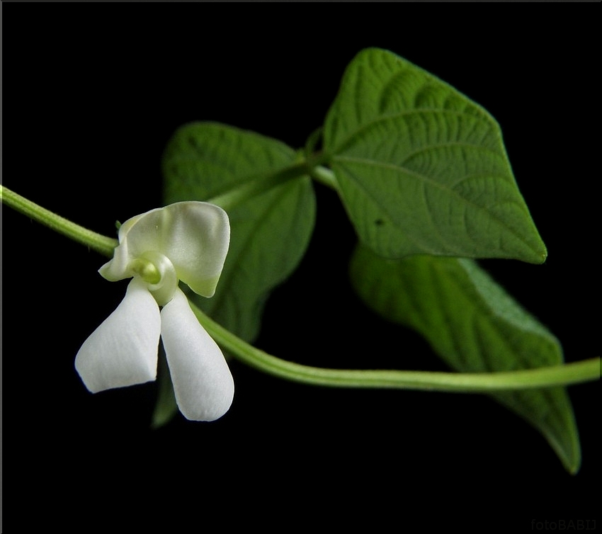 54- Fasola zwykła PHASEOLUS VULGARIS