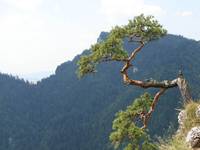 Pieniny