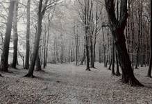 Leśny pejzaż Blair Witch