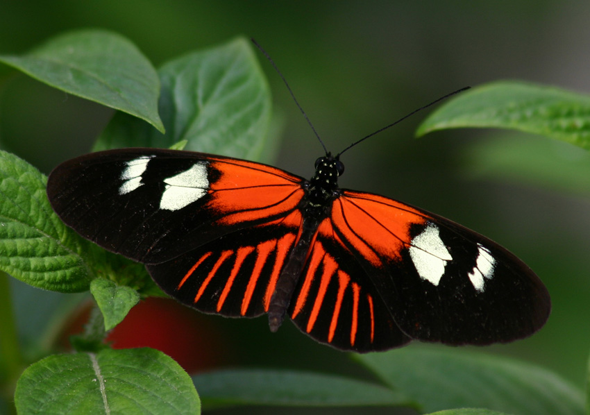 Jeszcze jeden pozujący Heliconius :)