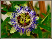 Passiflora #2