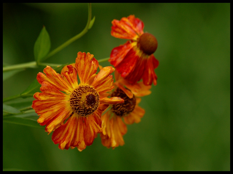 Dzielżan ogrodowy - Helenium hybridum