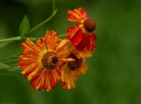 Dzielżan ogrodowy - Helenium hybridum