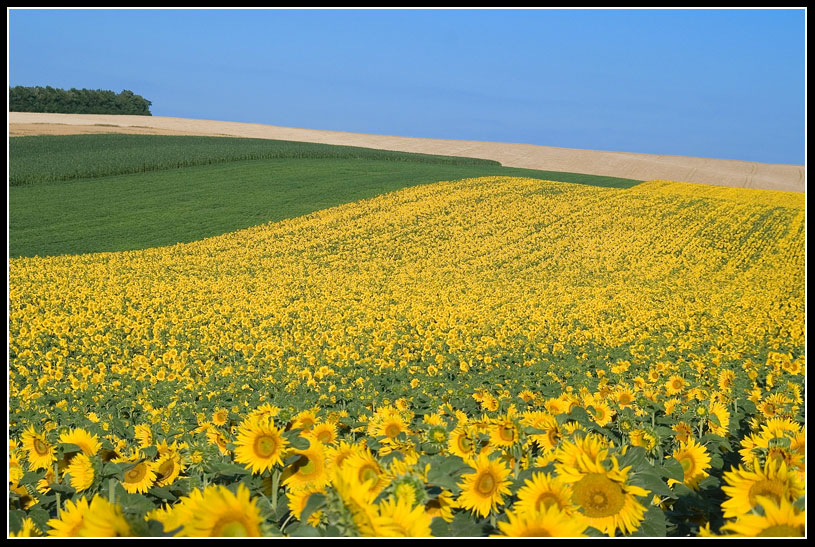 Słoneczne pola