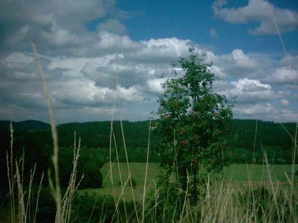 jarzębina