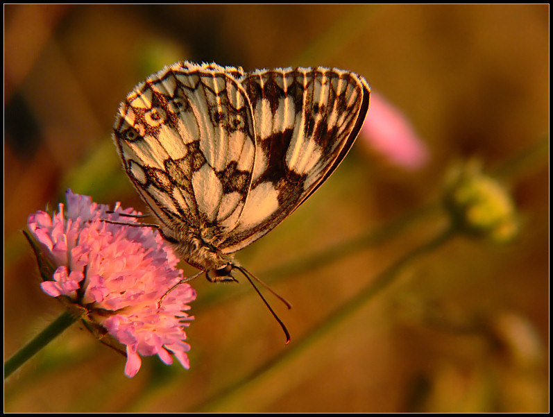 Polowiec szachownica (Melanargia galathea)