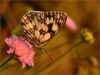 Polowiec szachownica (Melanargia galathea)