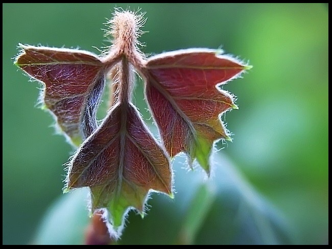 Cissus Rombolistny \\