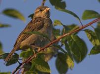 Passer domesticus