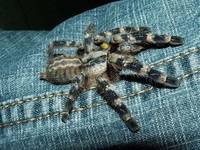 spiderjeans