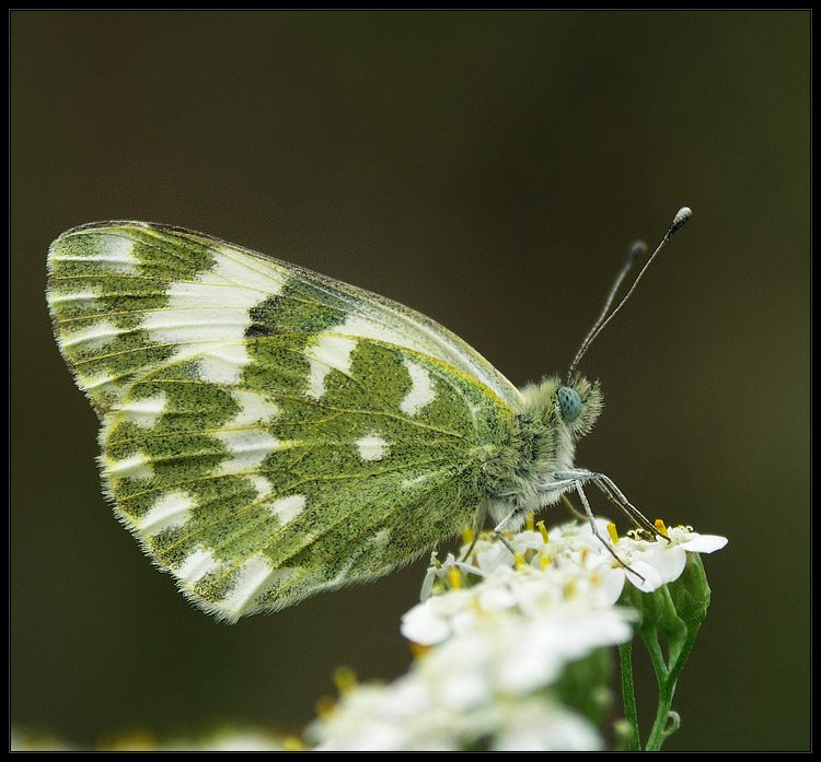 Bielinek rukiewnik (Pontia daplidice)