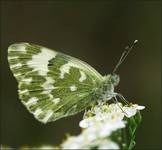 Bielinek rukiewnik (Pontia daplidice)