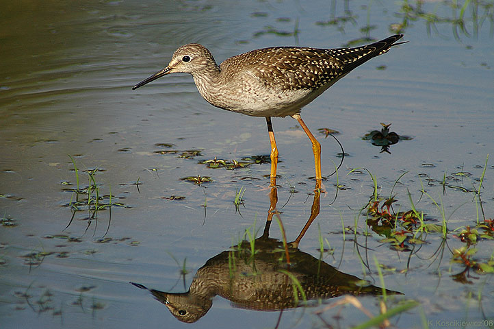 Yellowlegs