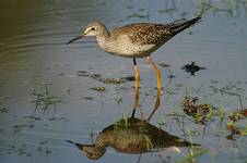 Yellowlegs