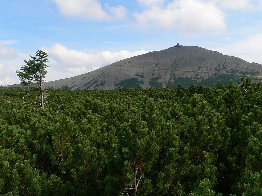 Śnieżka