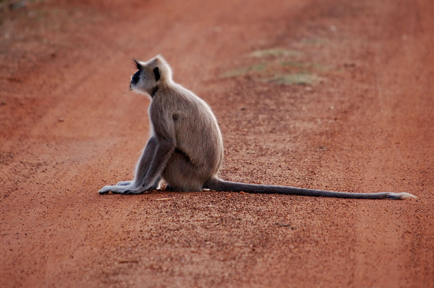 Sri Lanka #1