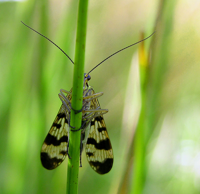 Wojsiłka