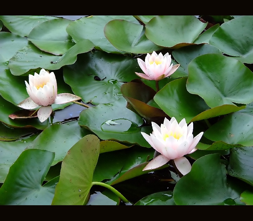 Lilia wodna (Nymphaea)