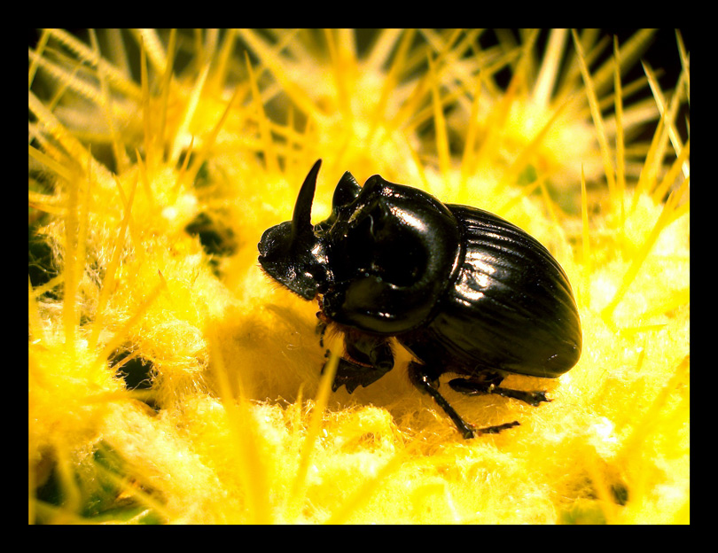 Black & Yellow Little Beetle