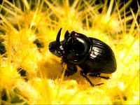 Black & Yellow Little Beetle