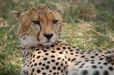 Gepard