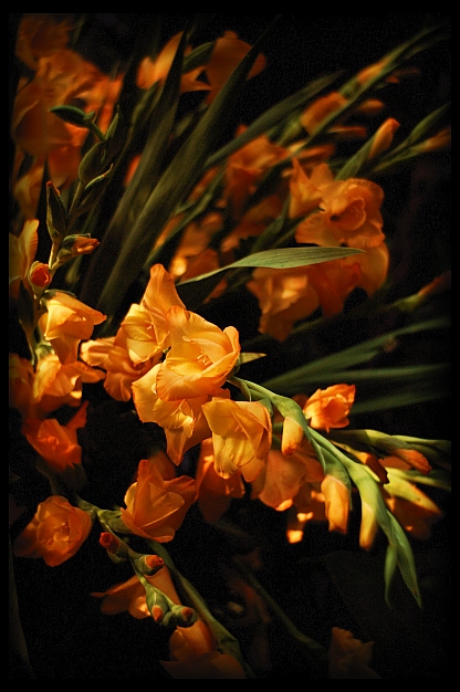 Złote gladiole