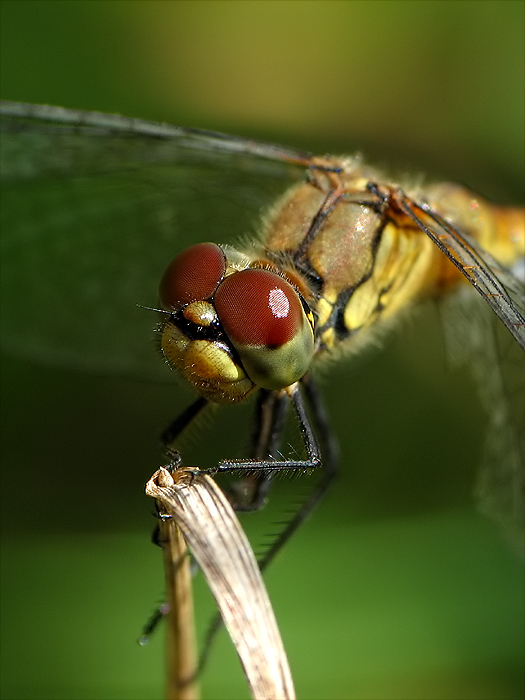 Szablak krwisty (Sympetrum sanguineum) samica