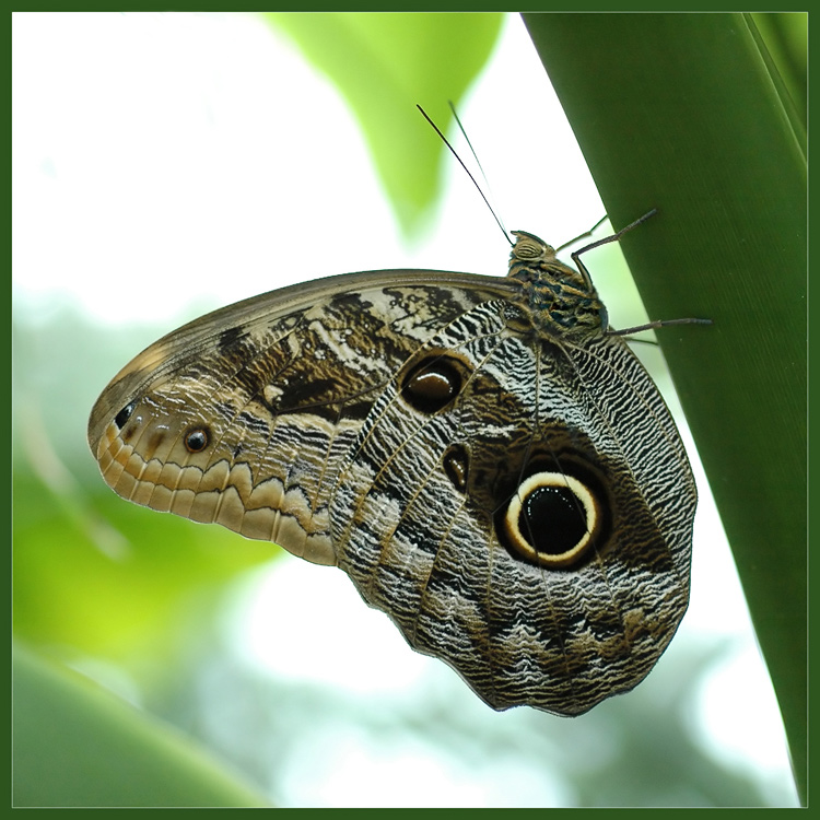 Caligo memnon