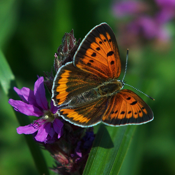 motyl