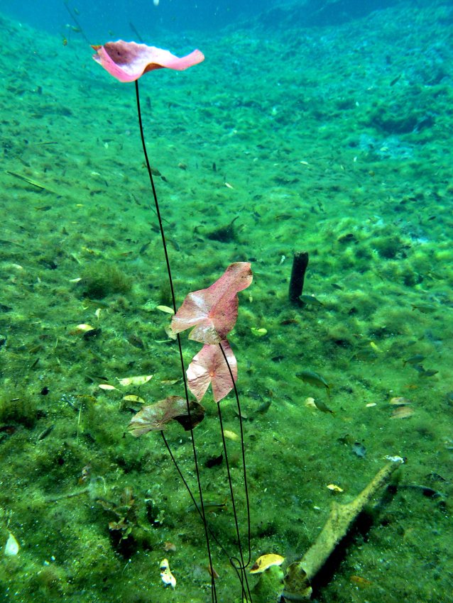 Cenote Aktun Ha