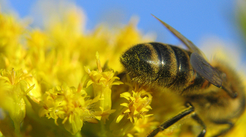 tyłek